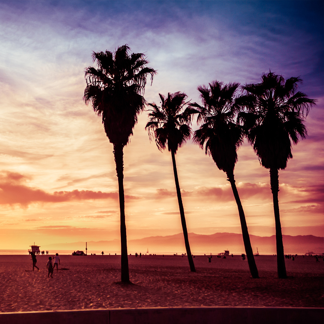 silhouette of palm trees at the beach at sunset